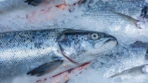 Ryby syrové